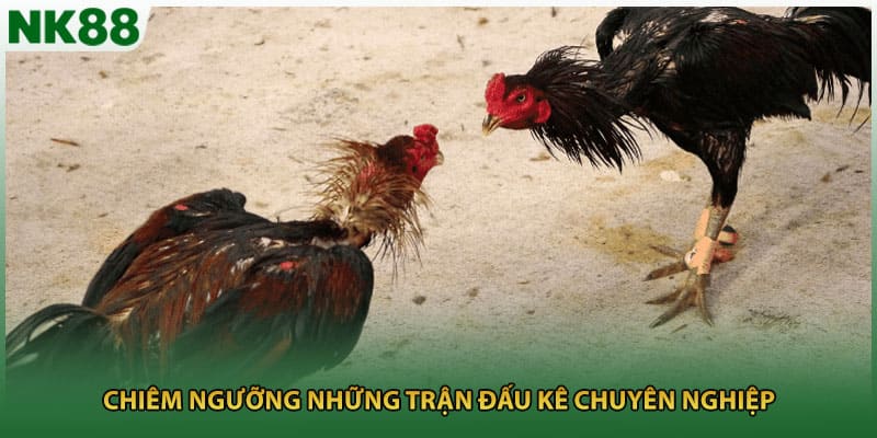 Chiêm ngưỡng những trận đấu kê chuyên nghiệp